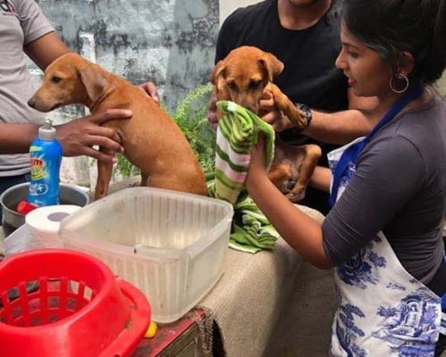 Roteract sept 2018 washing Woofy etc vaccinations & medications